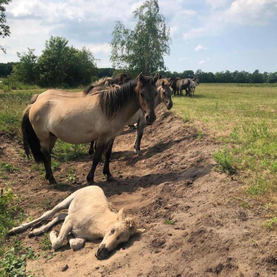 B&B De Konik Буртанге Екстериор снимка